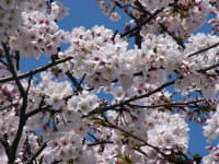 Cherry Blossoms