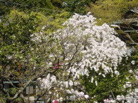 Cherry Blossoms at Engakuji Temple