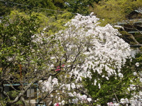 Cherry Blossoms at Engakuji Temple