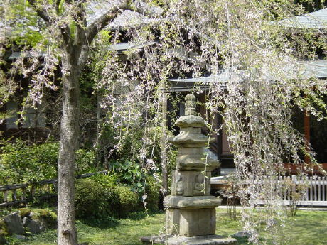 db_db_cherry-engakuji-hanging13.jpg