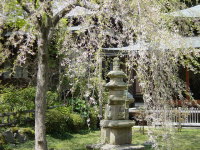 Cherry Blossoms at Engakuji Temple