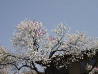 Cherry Blossoms