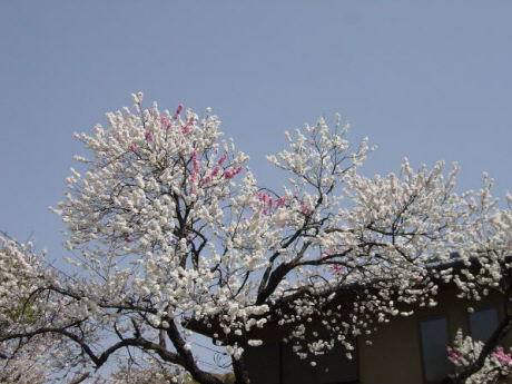 Cherry Blossoms