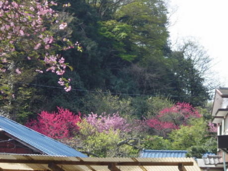 Scene in Kamakura