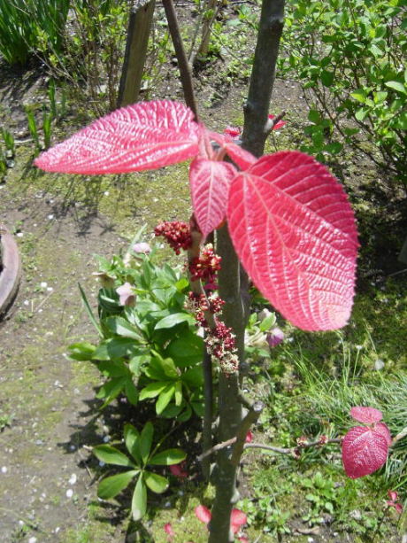 Red Leaf