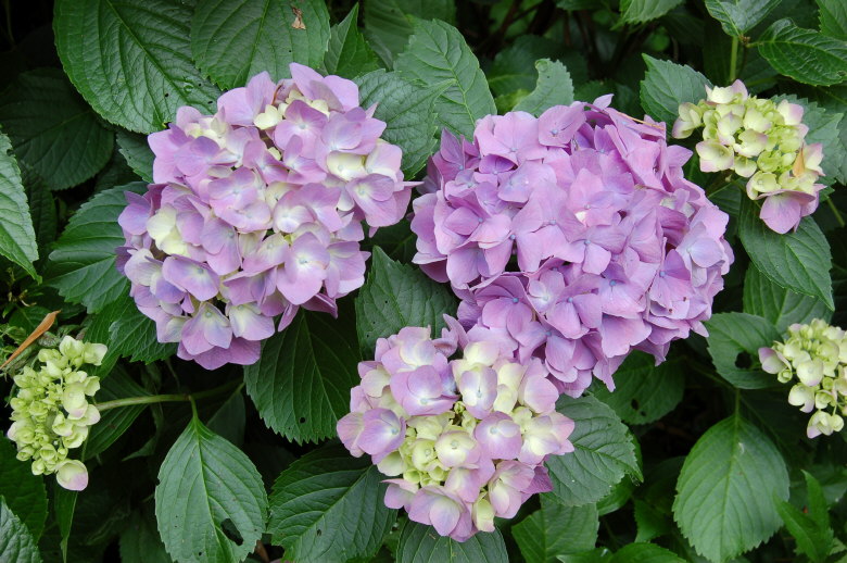 hydrangea