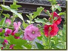 Hollyhock (June)