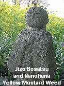 Jizo and Nanohana, Japan, April