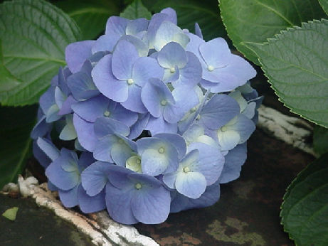 Ajisai Hydrangea Japanese Flowers