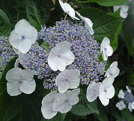 GakuAjisai June - Hydrangea 