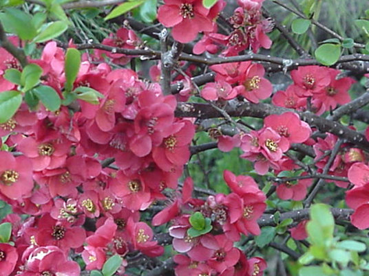 Boke Quince Japan, March