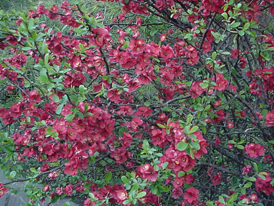 Boke Quince Japan, March