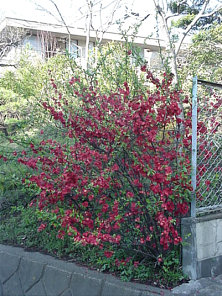 Boke Quince Japan, March