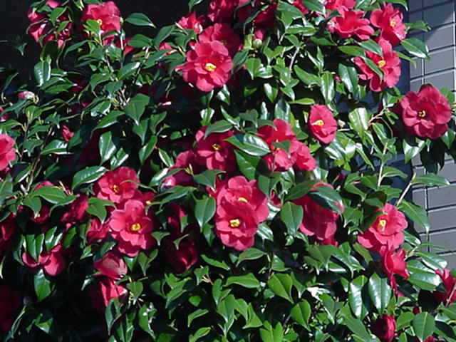 Click for Large Photo - Tsubaki, Camelia, March Japan