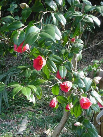 Tsubaki, Camelia, March Japan