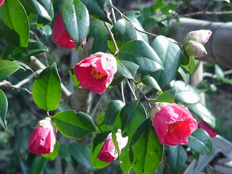 Tsubaki, Camelia, March Japan