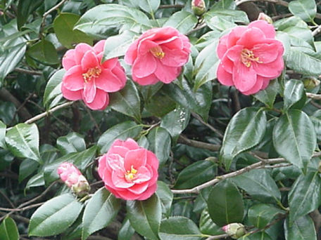 Tsubaki, Camelia, March Japan