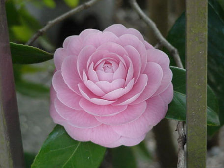 Tsubaki, Camelia, March Japan