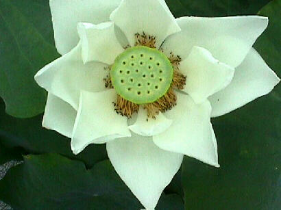 Lotus Blooming