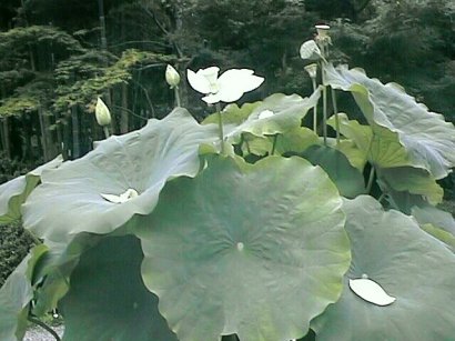 Lotus Just Before Blooming