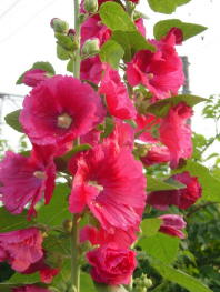 Hollyhock