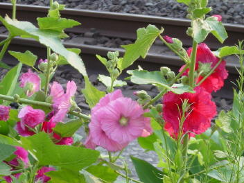 Hollyhock