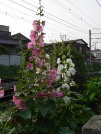 Hollyhock