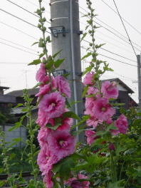 Hollyhock