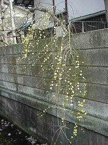 Kingyo, Carolina Jasmine, March Japan