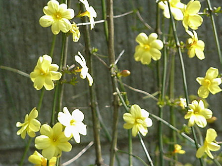 Kingyo, Carolina Jasmine, March Japan