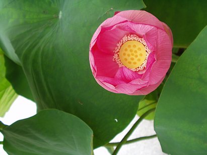 Lotus at Byodo-in, Photo by Matt Berlow, 2002