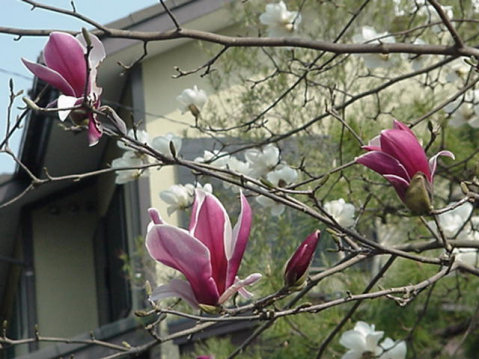 Magnolia Blooming, March, Japan -- Mokuren