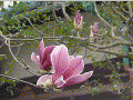 Magnolia - Mokuren, March Japan