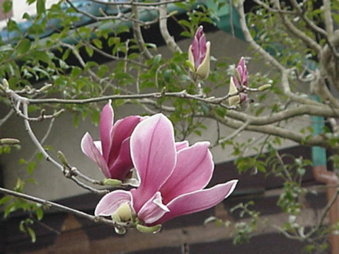 Magnolia Blooming, March, Japan -- Mokuren