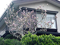 Magnolia Buds, March, Japan -- Mokuren