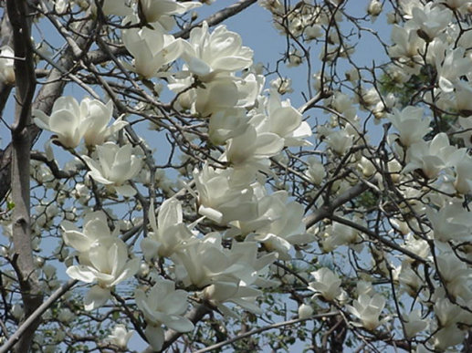 Magnolia Blooming, March, Japan -- Mokuren and Kobushi