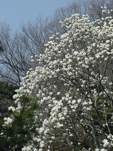 Magnolia Blooming, March, Japan -- Mokuren and Kobushi