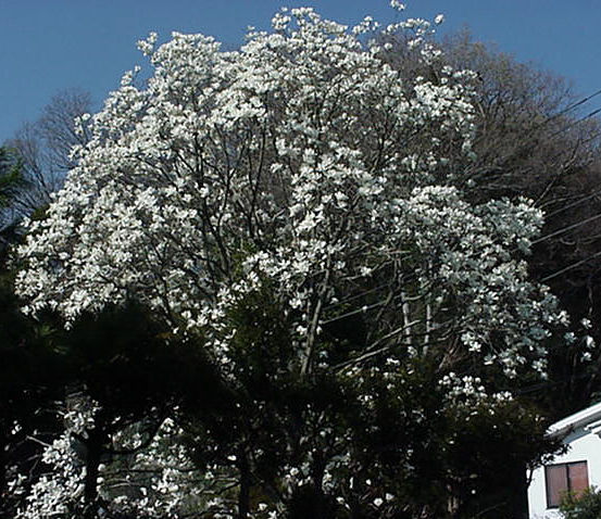 Magnolia Blooming, March, Japan -- Mokuren and Kobushi