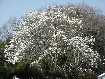 Magnolia Blooming, March, Japan -- Mokuren and Kobushi