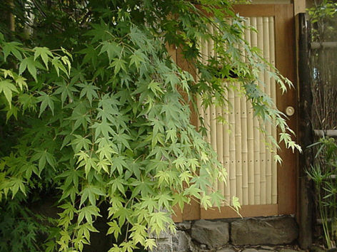 Maple Green Door