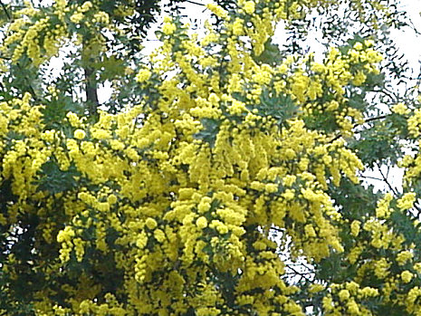 Mimoza Tree, March, Japan