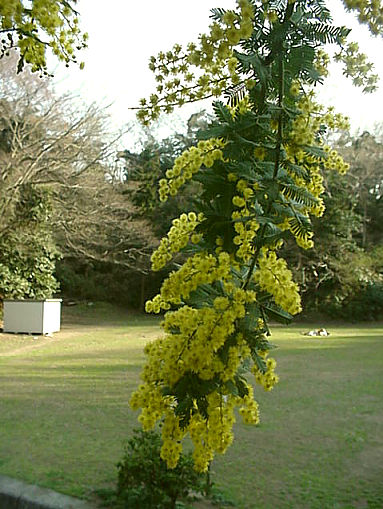 Mimoza Tree, March, Japan