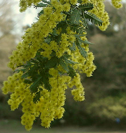 Mimoza Tree, March, Japan