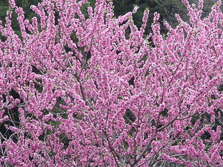 Momo Peach Blossom, April Japan
