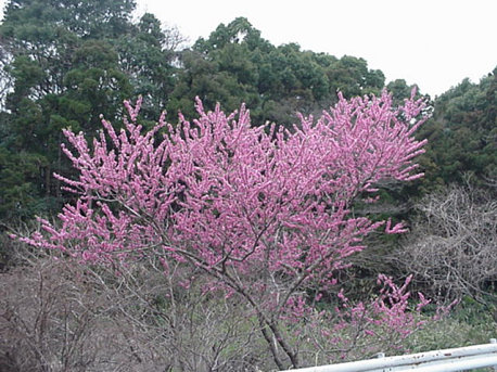 Momo Peach Blossom, April Japan