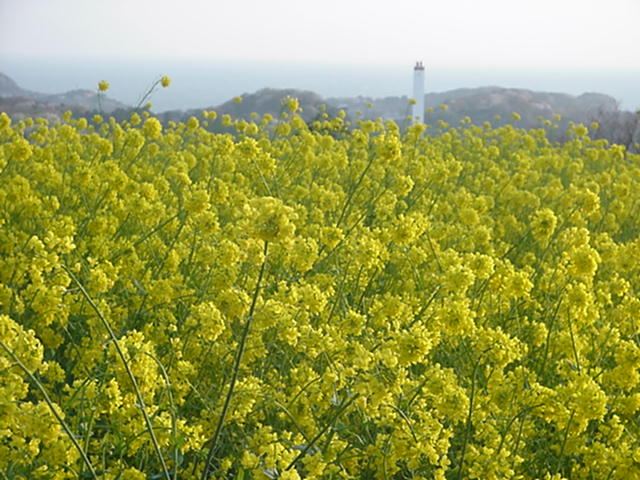 Click for Larger Photo - Nanohana, April, Kamakura