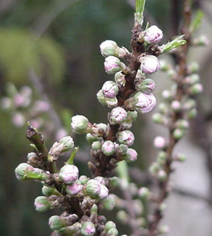 Peach Buds Mid-Late March, Japan -- Momo