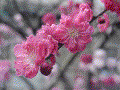Peach Tree - Momo, March Japan