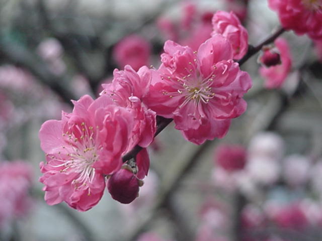 Click for Larger Photo - Momo Peach Blossom, April Japan