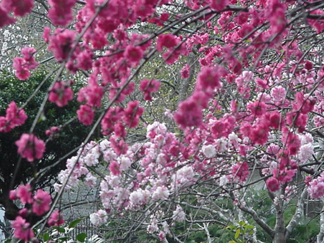 Click for Larger Photo - Momo Peach Blossom, April Japan